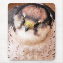 Search for falcon mouse mats Wildlife