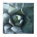 Search for agave tiles Succulent
