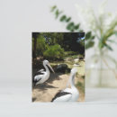 Search for sanctuary postcards Birds