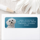 Search for maltese dog return address labels Cute