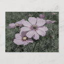 Search for black and white pink postcards Nature