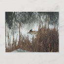 Search for pond life postcards Wildlife