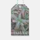 Search for succulent gift tags Greenery