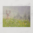 Search for deer buck postcards Danita delimont