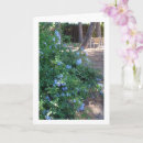 Search for florists cards Plants