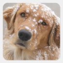 Search for golden puppy stickers Nature