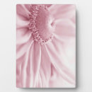 Search for “gloriosa Gloriosa daisy