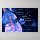 Search for axon posters Synapse