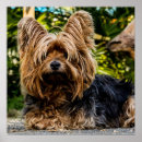 Search for yorkies posters Animal