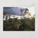 Search for conservations postcards Safari