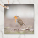 Search for rubecula Redbreast