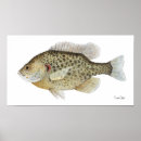 Search for sunfish posters Freshwater