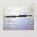 Search for anhinga postcards Everglades