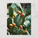 Search for prickly postcards Botanical