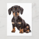 Search for daschund cards Puppies