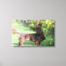 Search for long haired dachshund art Zwergteckel