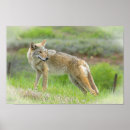 Search for coyote photography Nature