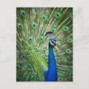 Search for indian peafowl postcards Feathers