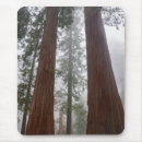 Search for sequoia electronics Woods