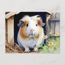 Search for guinea horizontal postcards Rodent