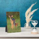 Search for habitat Wild