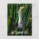 Search for birdwatching vertical postcards Avian