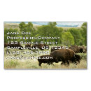 Search for bison photography Wildlife