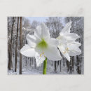 Search for amaryllis postcards Nature