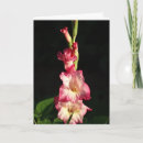 Search for gladiolas cards Photography