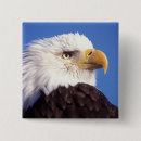Search for balding badges Profile