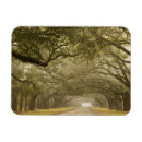 Search for oak tree magnets Joanne wells