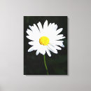 Search for white daisy canvas prints Daisies