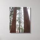 Search for foggy forest canvas prints Tree