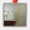 Search for new beginning christmas tree decorations Nature