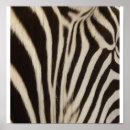 Search for white zebra posters Contemporary