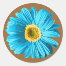 Search for blue daisy stickers Gerbera