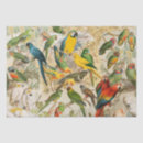Search for ara gift wrap Macaw