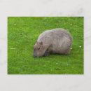 Search for capybara postcards Mammal