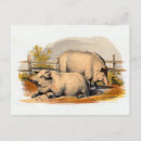 Search for oink postcards Farm