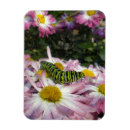 Search for caterpillar magnets Cute