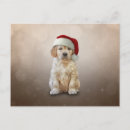 Search for golden retriever puppies postcards Cute