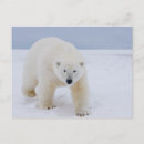 Search for ursus postcards Snow