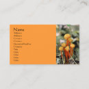 Search for mushroom photography Nature