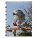 Search for african notebooks African grey parrot