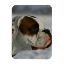 Search for pam cards Dog
