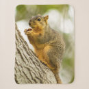 Search for squirrel blankets Forest