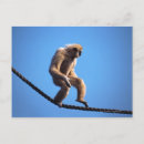 Search for comical postcards Blue