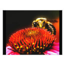 Search for stinger posters Bee