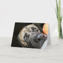 Search for purebred cards Dog