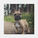 Search for frenchies magnets Cute dog